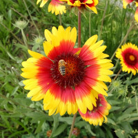 Gaillardia grandiflora seeds (mix)
