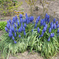 Muscari seeds of Armenian