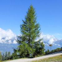 Насіння модрини європейської