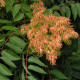 Ailanthus altissima seeds