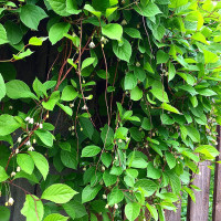 Насіння лимонника китайського