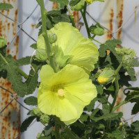 Mallow seeds «Yellow»