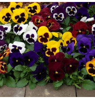 Насіння віоли садової «Швейцарський гігант» (суміш)