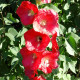 Mallow seeds «Red»