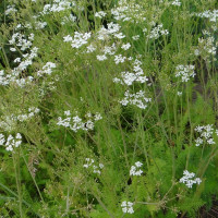 Семена тмина «Аппетитный»