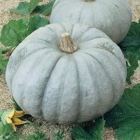 Семена тыквы «Зимняя сладкая»