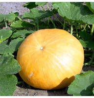Pumpkin seeds «Yellow centner»