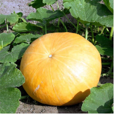 Pumpkin seeds «Yellow centner»