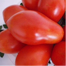Tomato seeds «Smelyansky rudasa» 