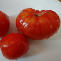 Tomato seeds «North queen» 