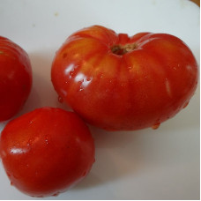 Tomato seeds «North queen» 