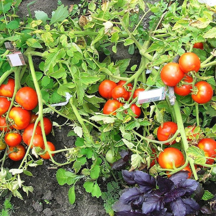 Tomato seeds «Perseus» 