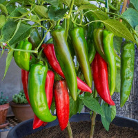 Hot pepper seeds «Anaheim»
