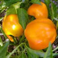 Sweet pepper seeds «Scythian gold»
