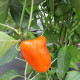 Sweet pepper seeds «Gourmet»