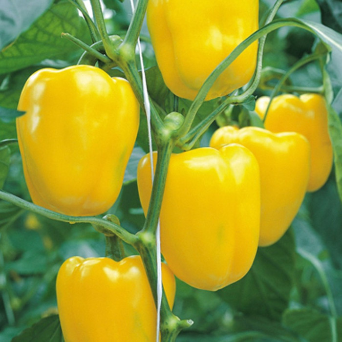 Sweet pepper seeds «Asti yellow»