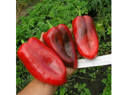 Sweet pepper seeds «Marinkin tongue»
