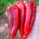 Sweet pepper seeds «Marconi Red»