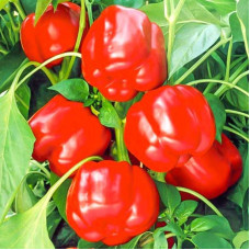 Sweet pepper seeds «Red box»