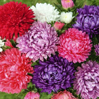 Насіння айстри півонієподібної «Сузір'я» (суміш)