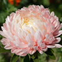 Семена астры пионовидной «Анелька»