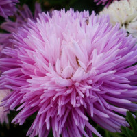 Aster seeds «Hedgehog pink»