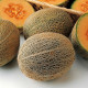 Melon seeds «Honeydew»