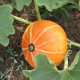 Семена тыквы «Мандаринчик»