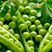 Pea seeds «Swiss giant»