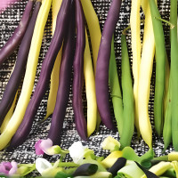 Bean seeds «Mix of climbing varieties»