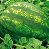 Watermelon seeds «Denver» F1