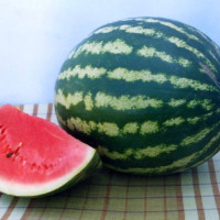 Watermelon seeds «Alliance»