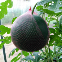 Насіння кавуна «Вогник»