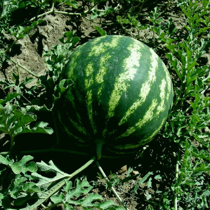 Watermelon seeds «Taurian»