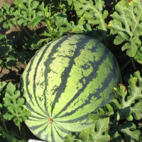 Насіння кавуна «Чумак»