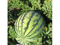 Watermelon seeds «Chumak»