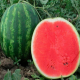 Watermelon seeds «Manchester» F1