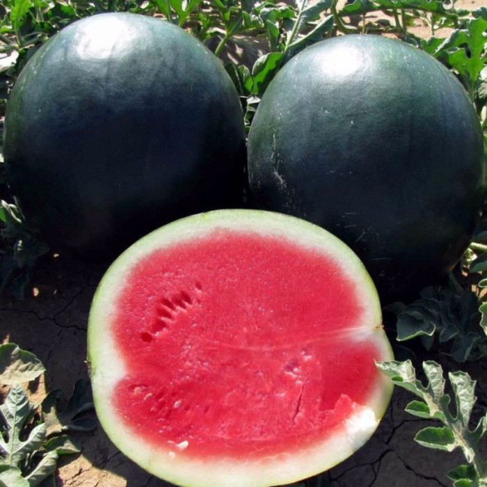 Watermelon seeds «Suga Baby»