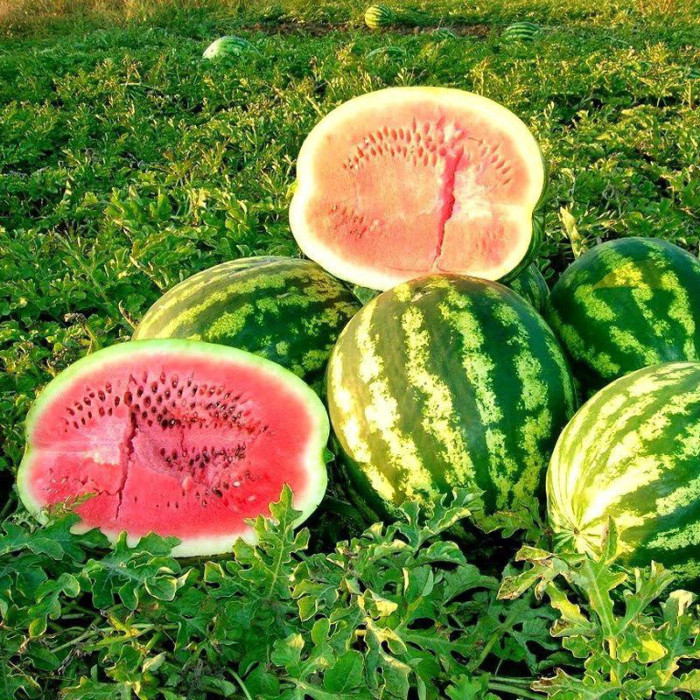 Watermelon seeds «Rose of the Southeast»