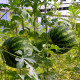 Watermelon seeds «Knyazhich»