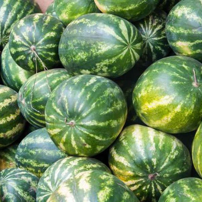 Watermelon seeds «Borchansky»