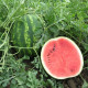 Watermelon seeds «Talisman» F1