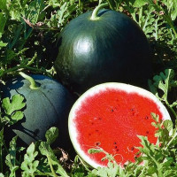 Watermelon seeds «Max Plus»