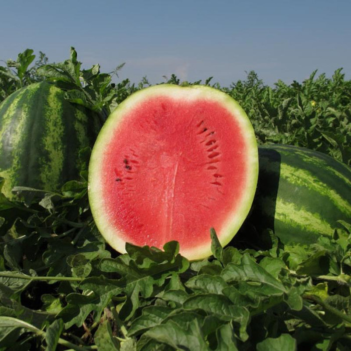 Watermelon seeds «Producer»