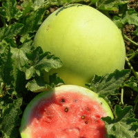 Семена арбуза «Снежок»