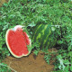 Watermelon seeds «Top Gun» F1