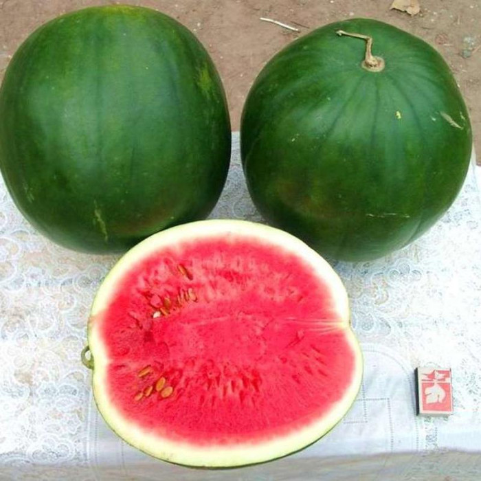 Watermelon seeds «Yarilo»