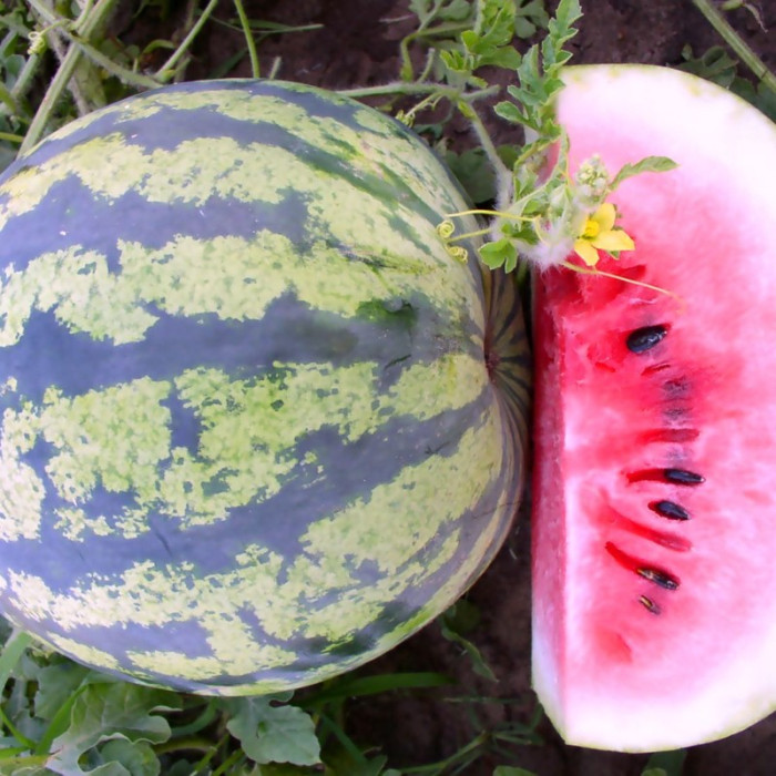 Watermelon seeds «New Year»
