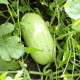 Семена арбуза «Чарльстон Грей»
