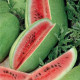 Watermelon seeds «Charleston Gray»